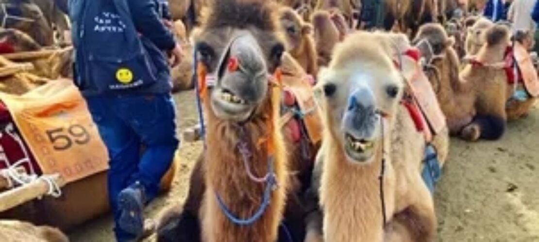 征文44 ▏Jenn: China is an amazing, diverse country