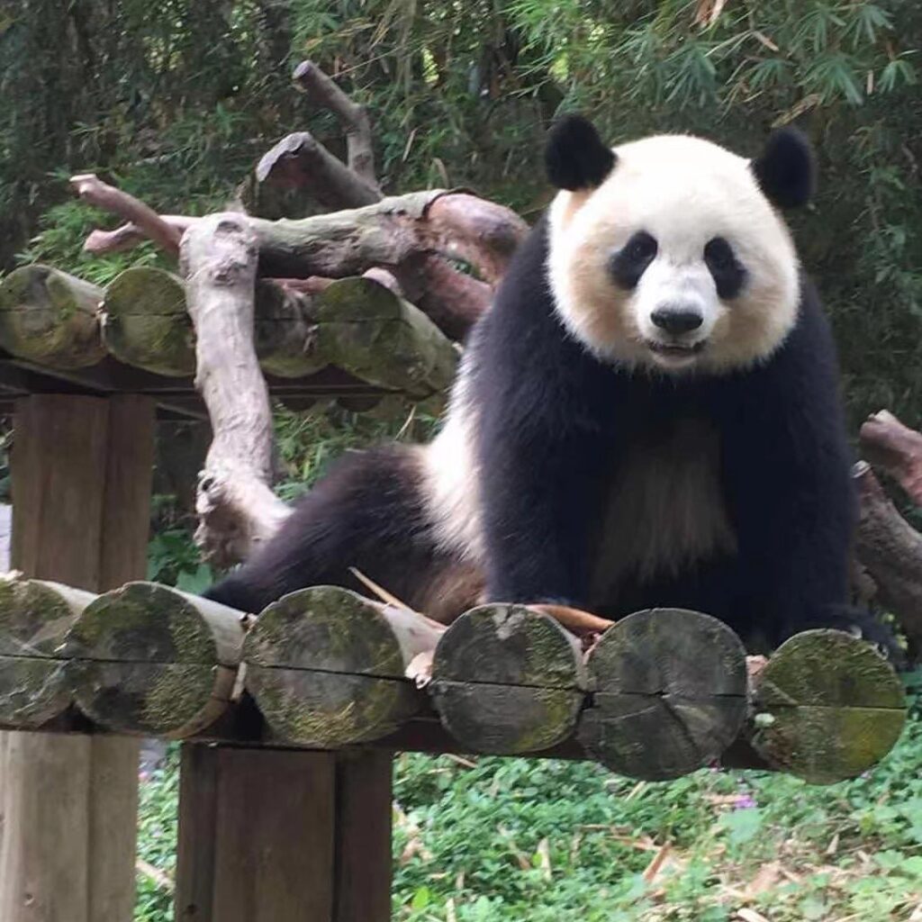 When I saw the panda I couldn’t be more happy, I realized: I am in China.